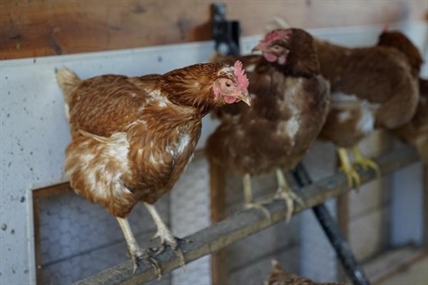 UPDATE: Food industry groups object to proposed BC chicken price increase | iNFOnews.ca