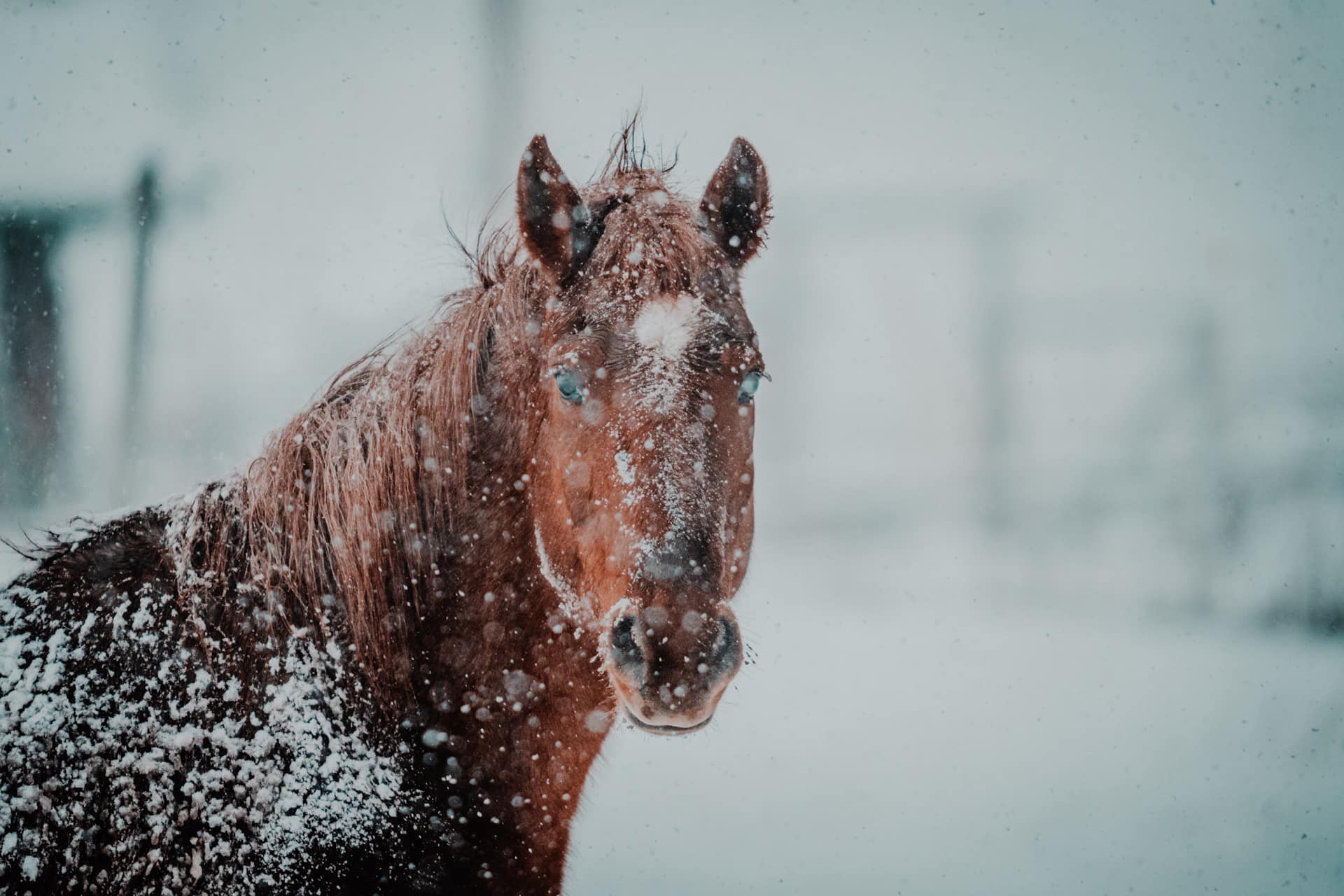 iN PHOTOS: Different kinds of creatures spotted in snow in Kamloops, Okanagan | iNFOnews.ca iN PHOTOS: Different kinds of creatures spotted in snow in Kamloops, Okanagan | iNFOnews.ca