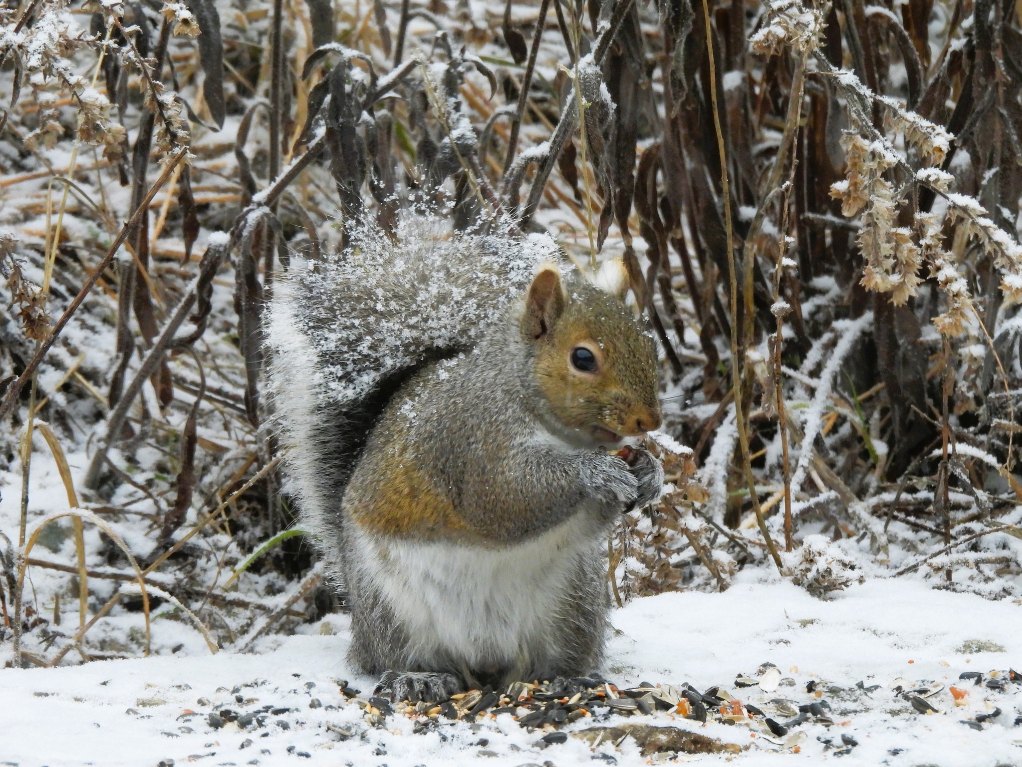 iN PHOTOS: Different kinds of creatures spotted in snow in Kamloops, Okanagan | iNFOnews.ca iN PHOTOS: Different kinds of creatures spotted in snow in Kamloops, Okanagan | iNFOnews.ca