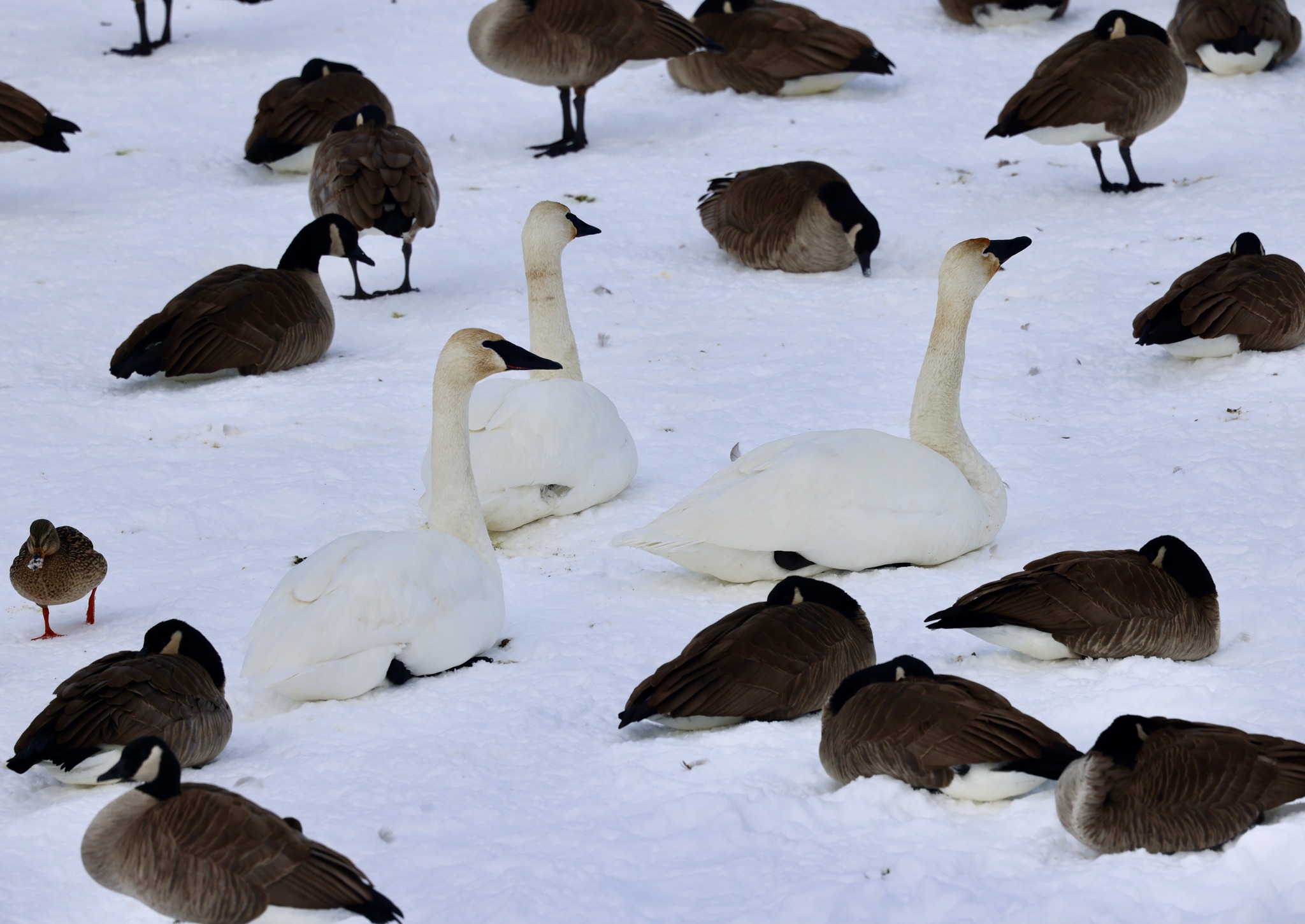 iN PHOTOS: Different kinds of creatures spotted in snow in Kamloops, Okanagan | iNFOnews.ca iN PHOTOS: Different kinds of creatures spotted in snow in Kamloops, Okanagan | iNFOnews.ca
