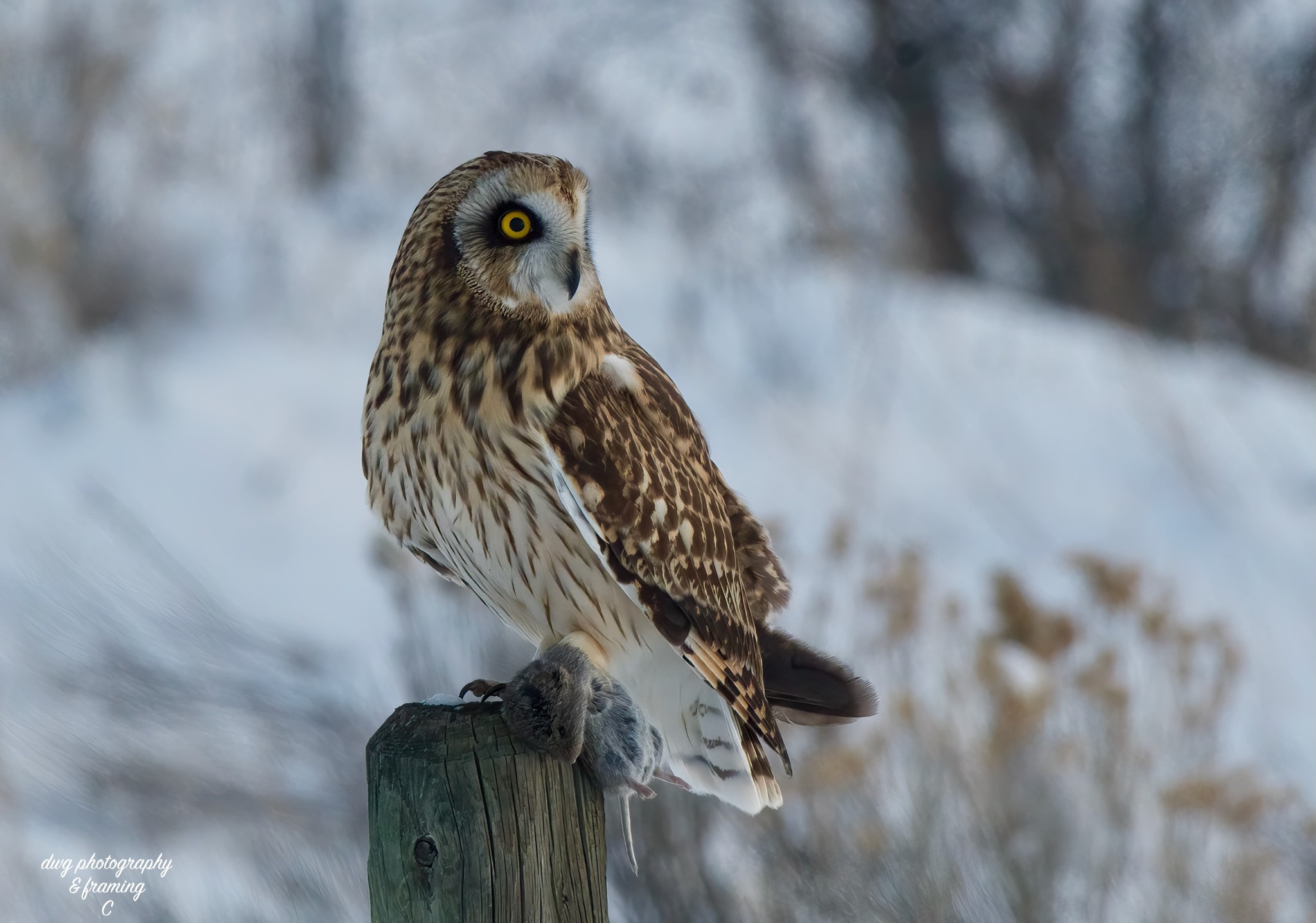 iN PHOTOS: Different kinds of creatures spotted in snow in Kamloops, Okanagan | iNFOnews.ca iN PHOTOS: Different kinds of creatures spotted in snow in Kamloops, Okanagan | iNFOnews.ca