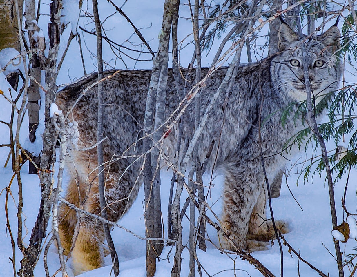 iN PHOTOS: Different kinds of creatures spotted in snow in Kamloops, Okanagan | iNFOnews.ca iN PHOTOS: Different kinds of creatures spotted in snow in Kamloops, Okanagan | iNFOnews.ca
