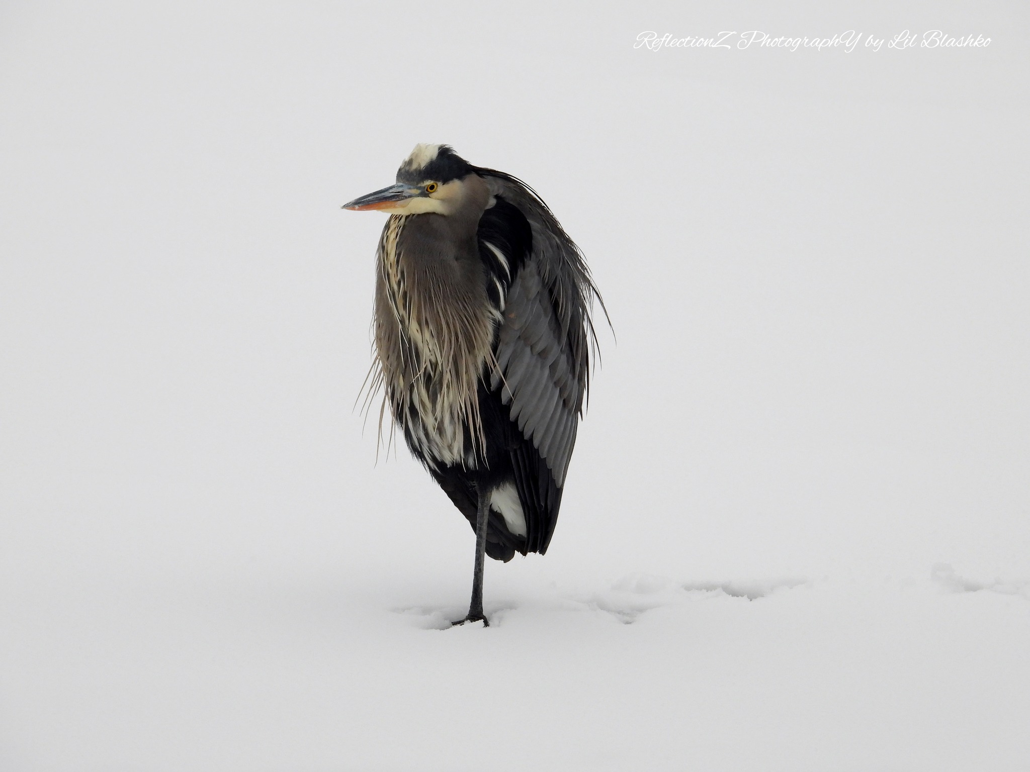 iN PHOTOS: Different kinds of creatures spotted in snow in Kamloops, Okanagan | iNFOnews.ca iN PHOTOS: Different kinds of creatures spotted in snow in Kamloops, Okanagan | iNFOnews.ca