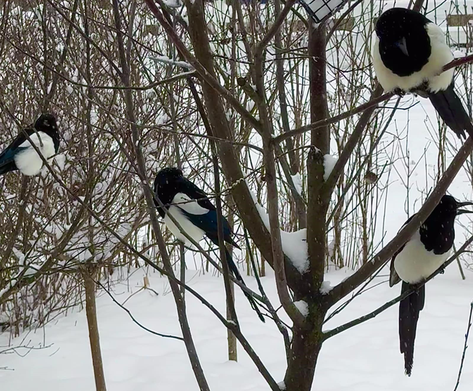 iN PHOTOS: Different kinds of creatures spotted in snow in Kamloops, Okanagan | iNFOnews.ca iN PHOTOS: Different kinds of creatures spotted in snow in Kamloops, Okanagan | iNFOnews.ca