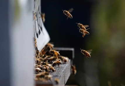 BC's dramatic temperature swings put stress on bees and cattle | iNFOnews.ca