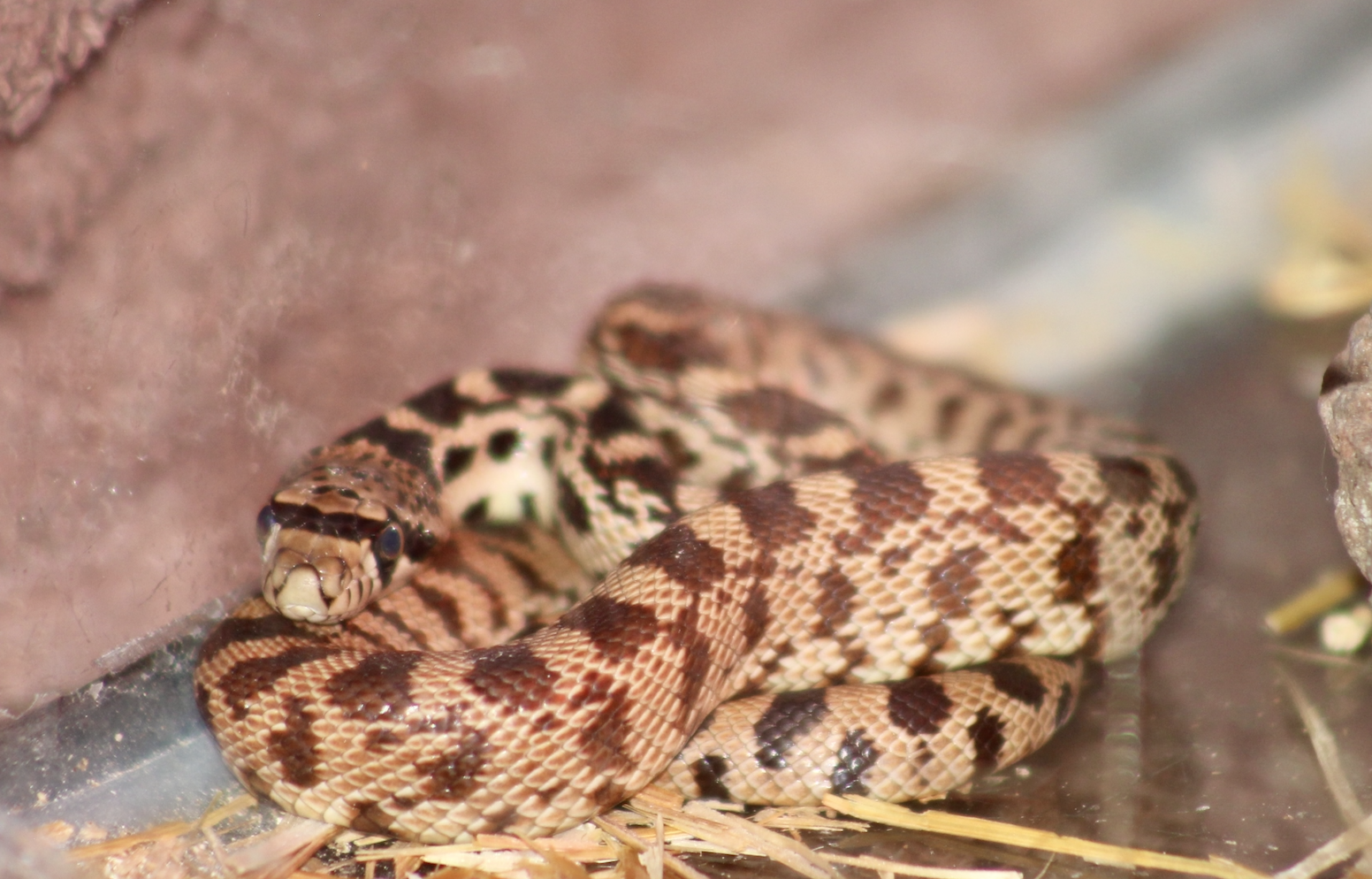 Threatened baby gopher snake saved from Okanagan cold | iNFOnews.ca Threatened baby gopher snake saved from Okanagan cold | iNFOnews.ca