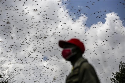 Erratic weather fueled by climate change will worsen locust outbreaks, study finds | iNFOnews.ca