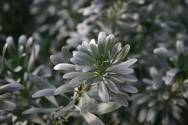 Are these groundcovers tough enough for lawns and gardens in dry climes? | iNFOnews.ca