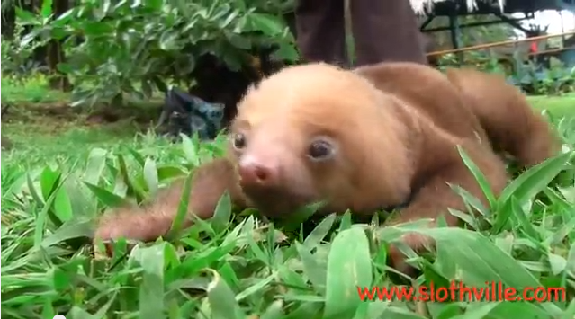 Squeaky baby sloths are adorable | iNFOnews.ca