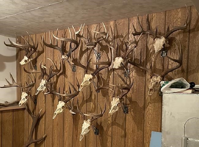14 sets of deer antlers stolen from northern BC property during break-in | iNFOnews.ca