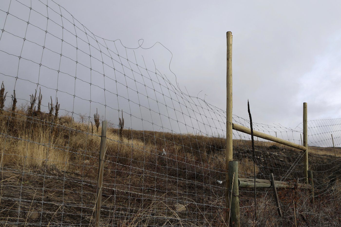 iN PHOTOS: Orchard expansion in Okanagan stirs fears a key wildlife corridor will be harmed | iNFOnews.ca iN PHOTOS: Orchard expansion in Okanagan stirs fears a key wildlife corridor will be harmed | iNFOnews.ca