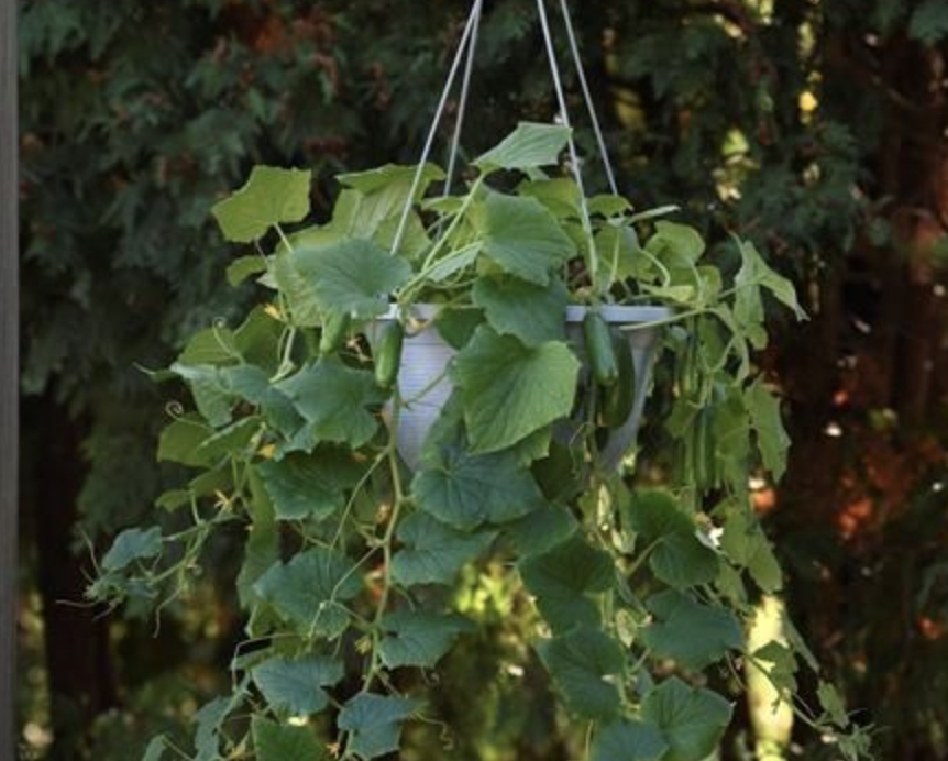 New varieties of tried-and-true vegetables invite gardeners to experiment | iNFOnews.ca New varieties of tried-and-true vegetables invite gardeners to experiment | iNFOnews.ca