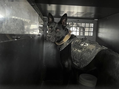 Nothing to sniff at: Bill would help pay to retire Ohio drug-detecting K9s under legal cannabis | iNFOnews.ca