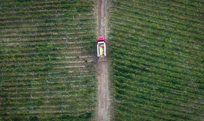'Clean slate' to reshape BC wine industry after climate-related catastrophes | iNFOnews.ca