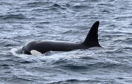 Orcas that hunt sperm whales may be new population: UBC scientists | iNFOnews.ca