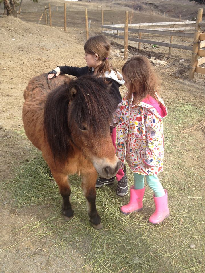 Rehabbed horse finds new home in Kamloops | iNFOnews.ca Rehabbed horse finds new home in Kamloops | iNFOnews.ca