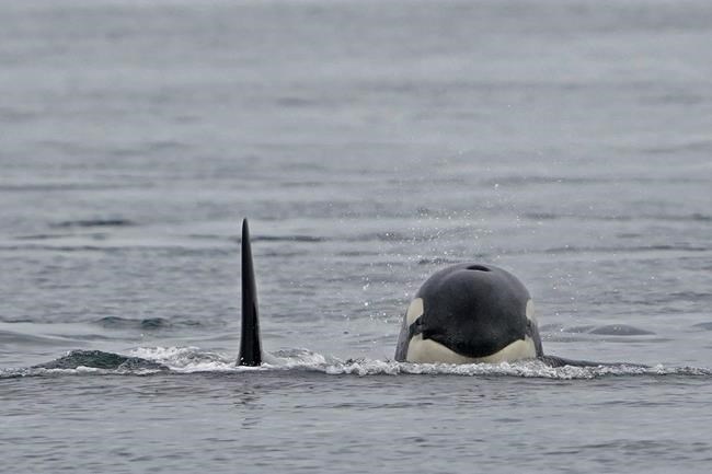Stranded orca dies, now there's an effort to save calf: BC marine group | iNFOnews.ca