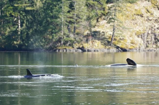 Killer whale rescue team puts boats back in lagoon in effort to entice calf to ocean | iNFOnews.ca Killer whale rescue team puts boats back in lagoon in effort to entice calf to ocean | iNFOnews.ca