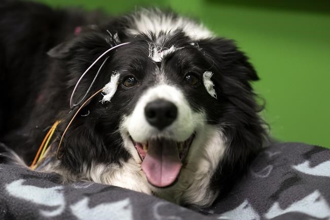 Does your dog understand when you say 'fetch the ball'? A new study in Hungary says yes | iNFOnews.ca Does your dog understand when you say 'fetch the ball'? A new study in Hungary says yes | iNFOnews.ca