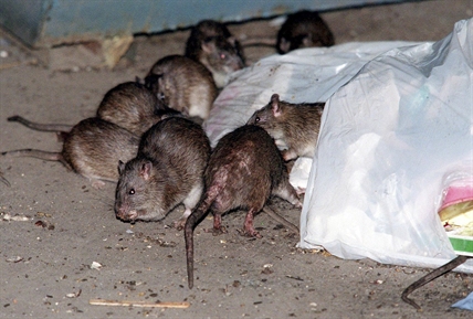 How brown rats crawled off ships and conquered North American cities | iNFOnews.ca