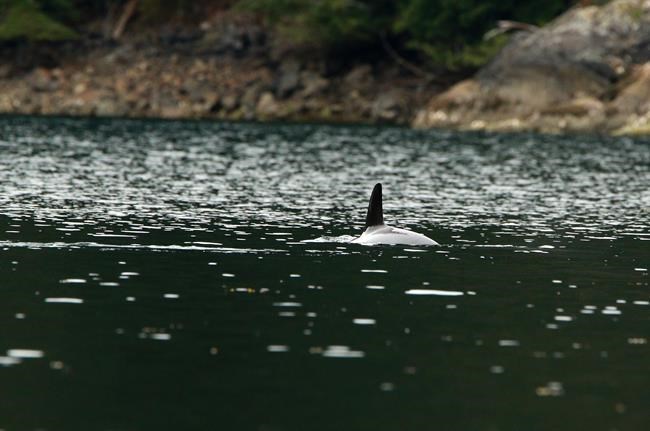 Plans to lift a BC orca calf out of remote lagoon aim for two-week timeline | iNFOnews.ca