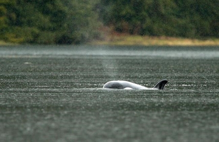 Trapped BC orca calf's skin whitening, no sign of emaciation: Fisheries Department | iNFOnews.ca Trapped BC orca calf's skin whitening, no sign of emaciation: Fisheries Department | iNFOnews.ca