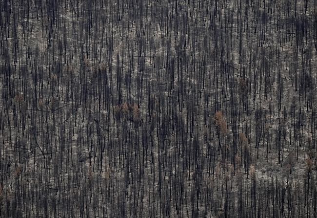 B.C. makes it easier to salvage timber damaged by wildfires | iNFOnews.ca