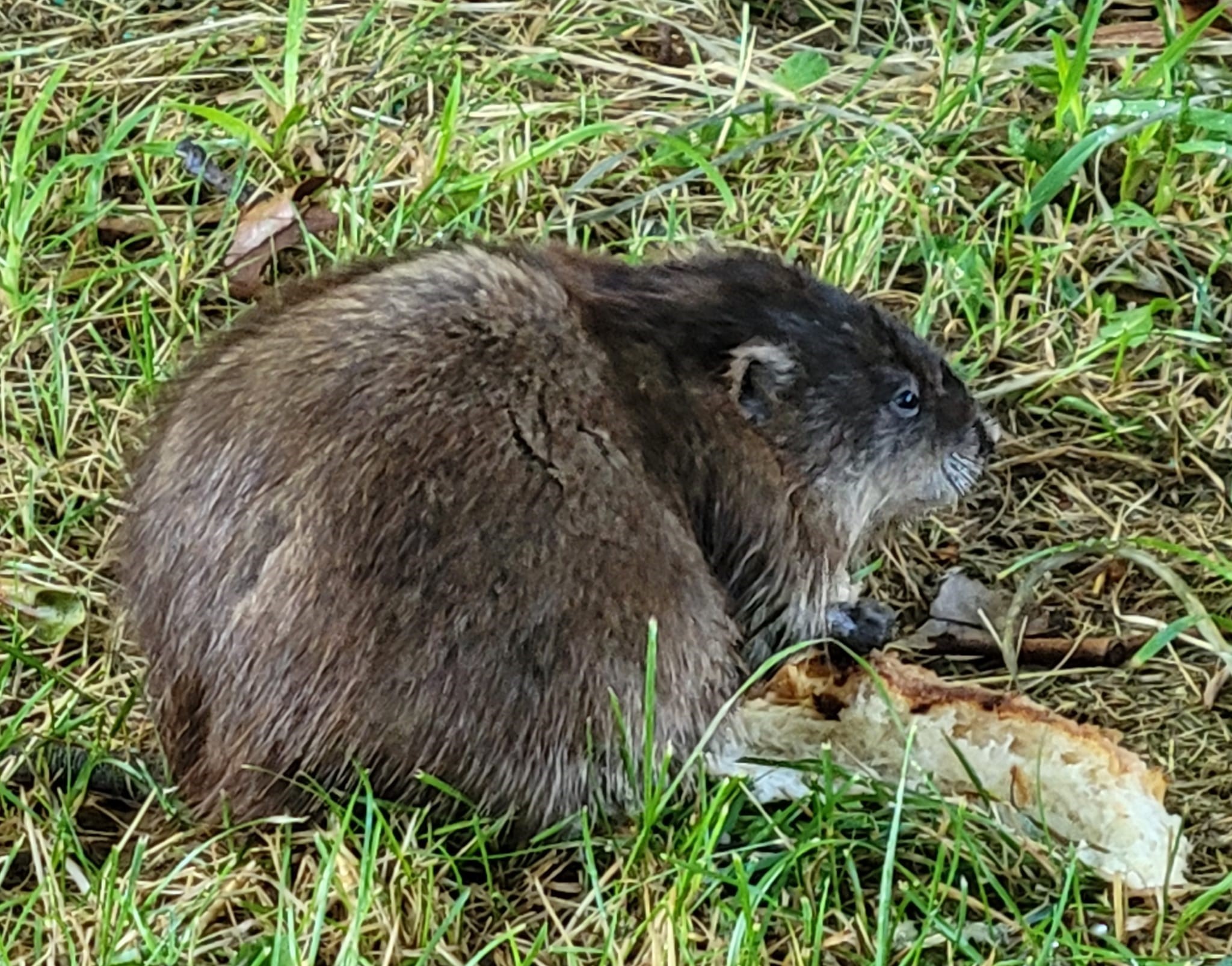 iN PHOTOS: Muskrats get busy as spring arrives in Kamloops, Okanagan | iNFOnews.ca