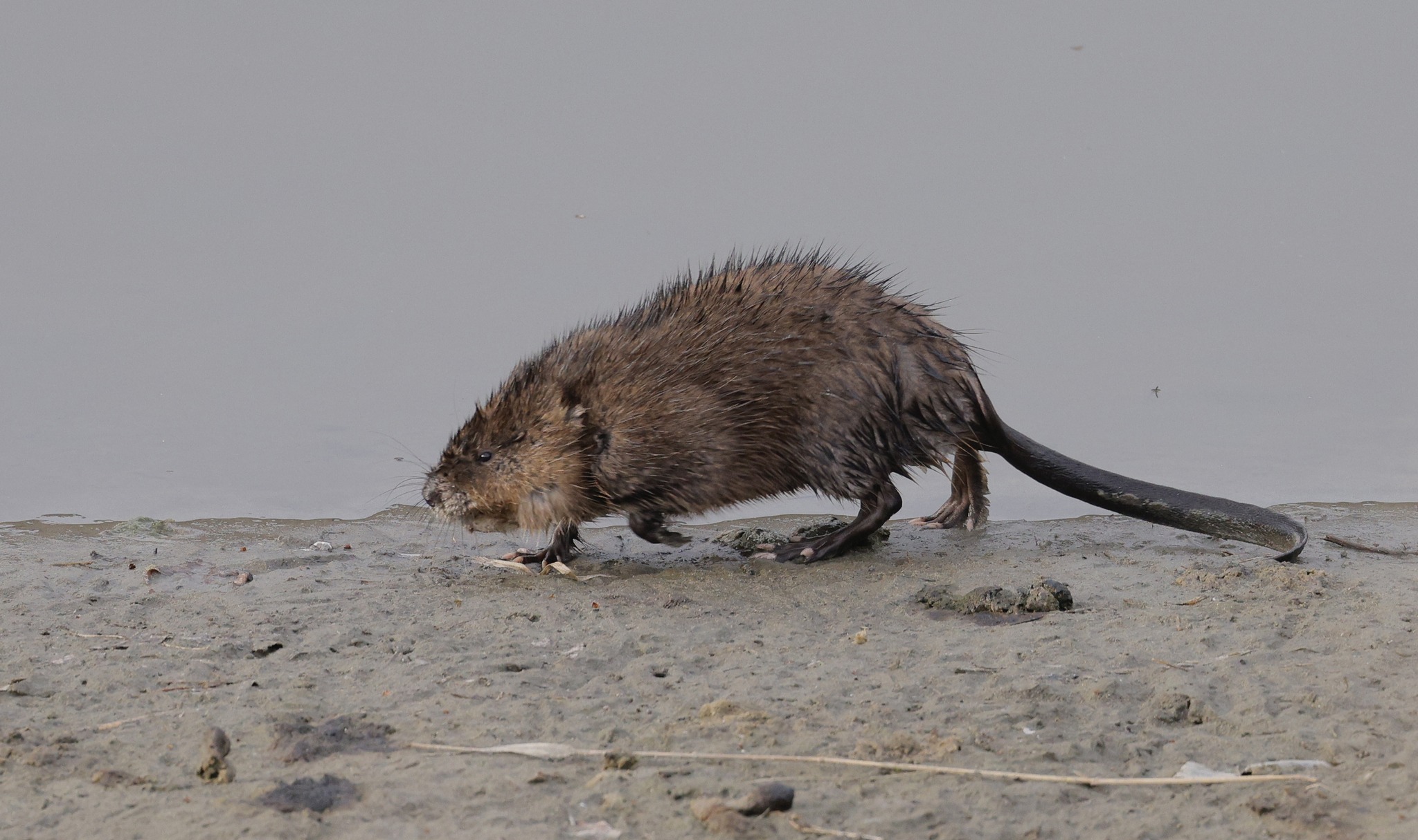 iN PHOTOS: Muskrats get busy as spring arrives in Kamloops, Okanagan | iNFOnews.ca