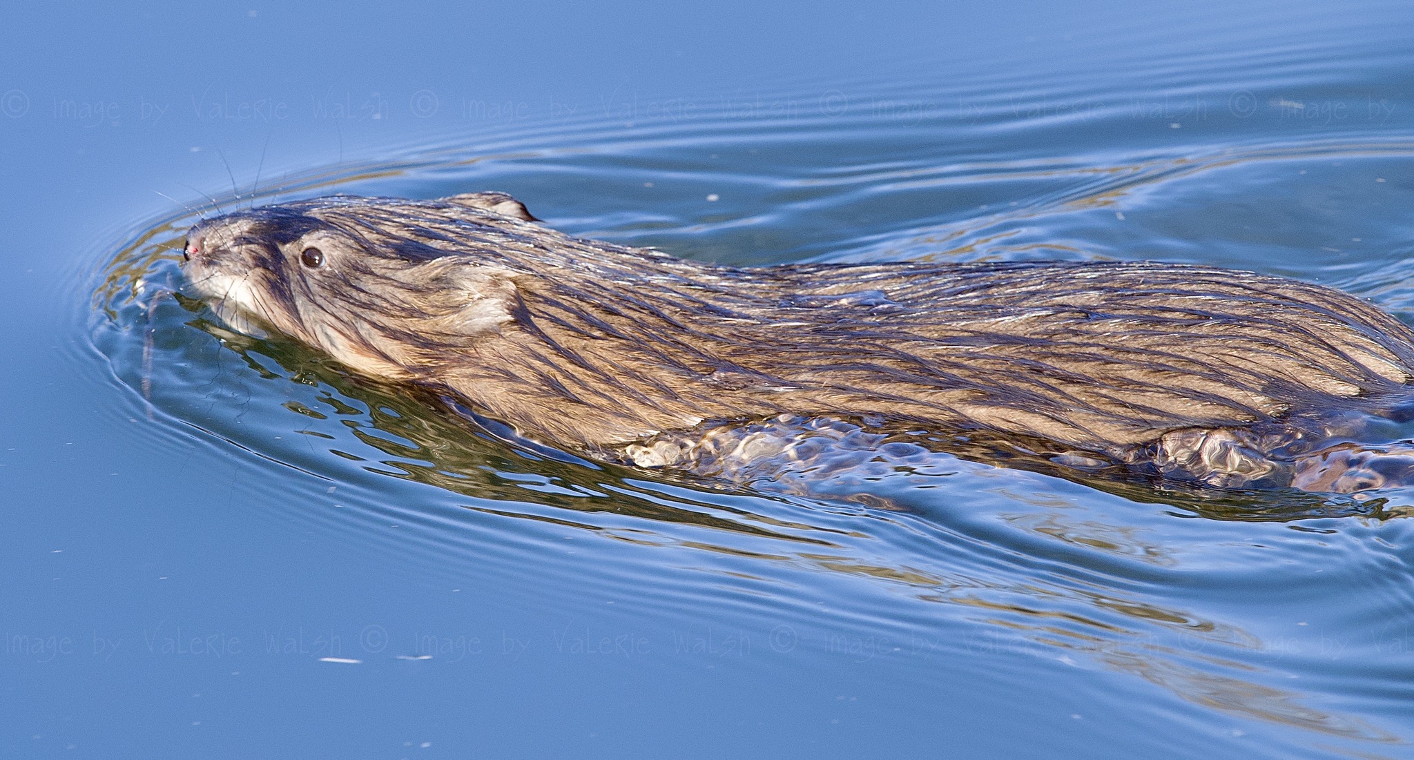iN PHOTOS: Muskrats get busy as spring arrives in Kamloops, Okanagan | iNFOnews.ca