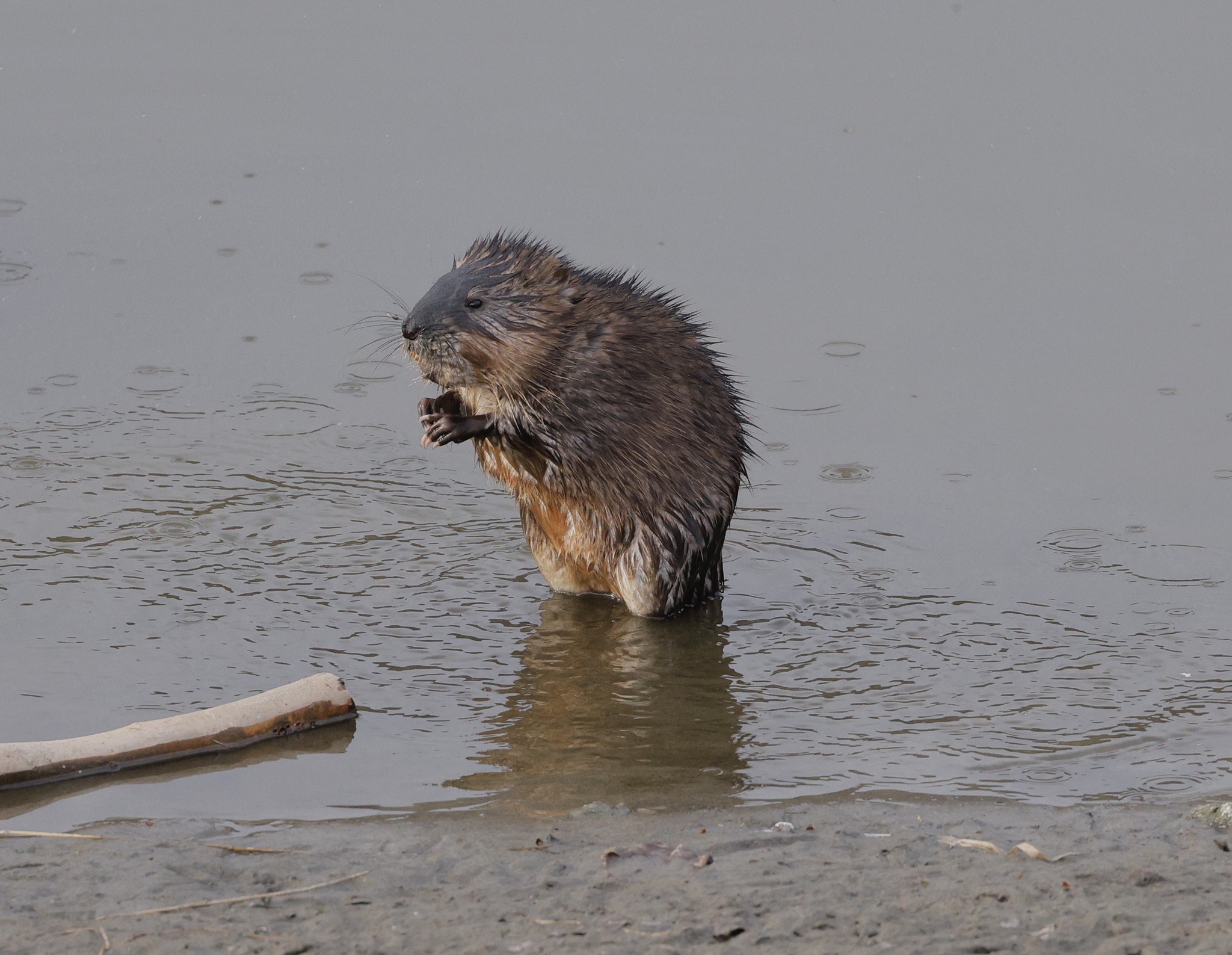 iN PHOTOS: Muskrats get busy as spring arrives in Kamloops, Okanagan | iNFOnews.ca