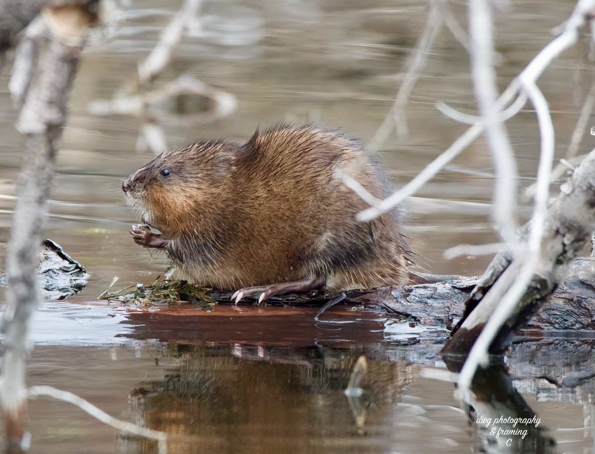 iN PHOTOS: Muskrats get busy as spring arrives in Kamloops, Okanagan | iNFOnews.ca