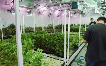 4/20 grew from humble roots to marijuana's high holiday | iNFOnews.ca 4/20 grew from humble roots to marijuana's high holiday | iNFOnews.ca