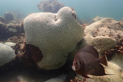 Scientists say coral reefs around the world are experiencing mass bleaching in warming oceans | iNFOnews.ca
