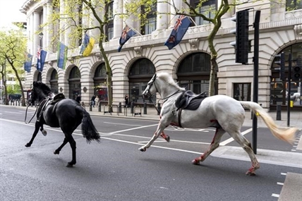 iN VIDEO: Rush hour chaos in London as military horses run amok after getting spooked | iNFOnews.ca