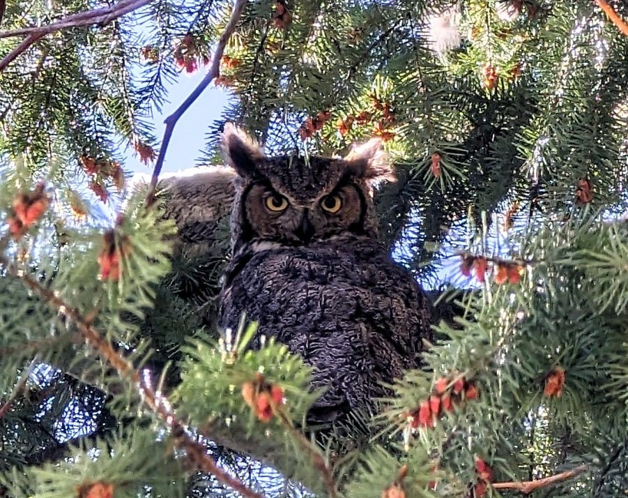 iN PHOTOS: Images of downy baby owls captured in Kamloops, Okanagan | iNFOnews.ca