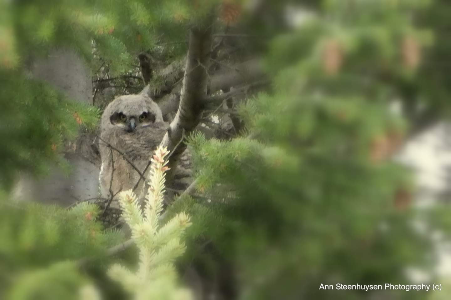 iN PHOTOS: Images of downy baby owls captured in Kamloops, Okanagan | iNFOnews.ca