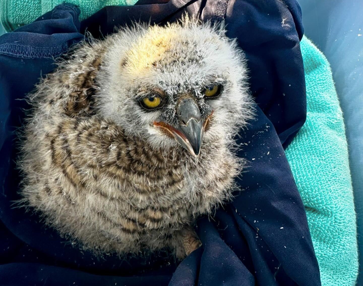 iN PHOTOS: Images of downy baby owls captured in Kamloops, Okanagan | iNFOnews.ca