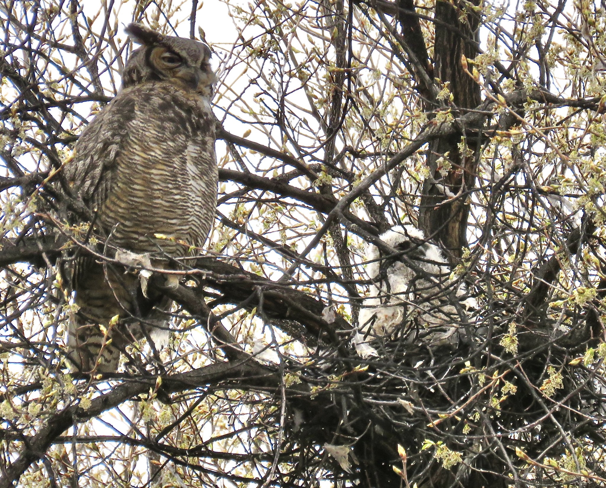 iN PHOTOS: Images of downy baby owls captured in Kamloops, Okanagan | iNFOnews.ca