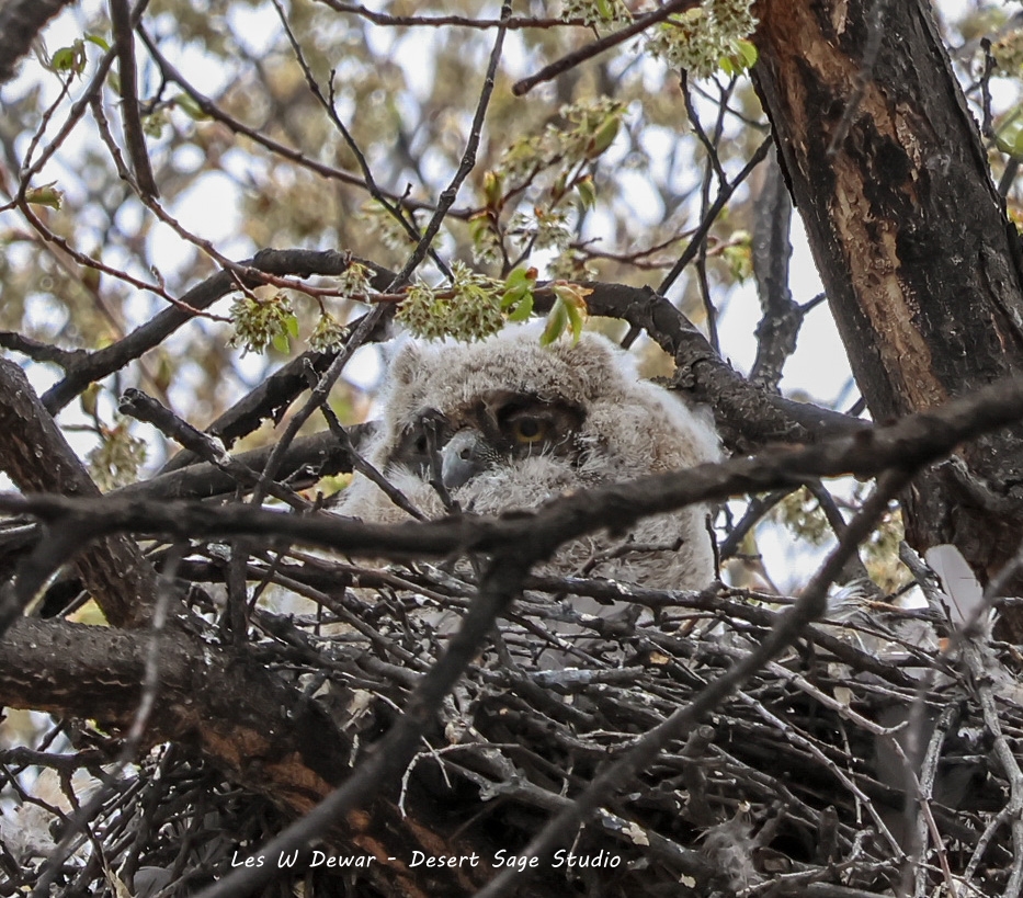 iN PHOTOS: Images of downy baby owls captured in Kamloops, Okanagan | iNFOnews.ca