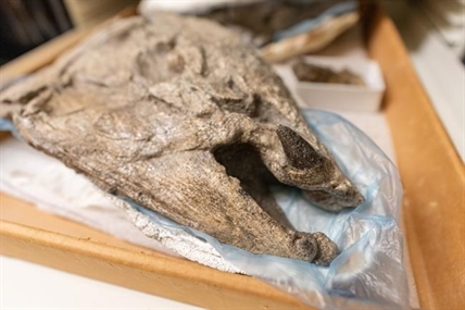 Giant prehistoric salmon had tusk-like teeth for defence, building nests: study | iNFOnews.ca Giant prehistoric salmon had tusk-like teeth for defence, building nests: study | iNFOnews.ca