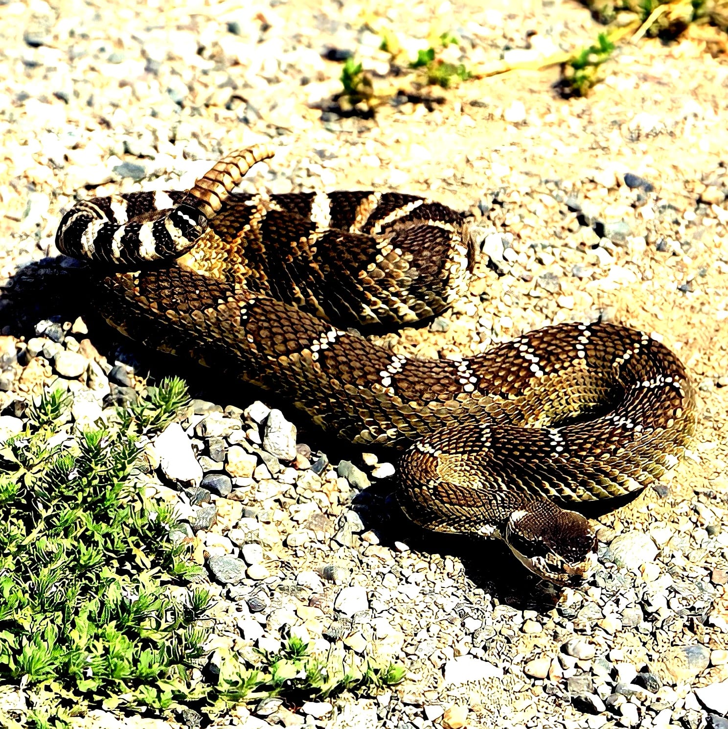 iN PHOTOS: Fa(sss)scinating snakes sunbathe in Kamloops, Okanagan | iNFOnews.ca iN PHOTOS: Fa(sss)scinating snakes sunbathe in Kamloops, Okanagan | iNFOnews.ca