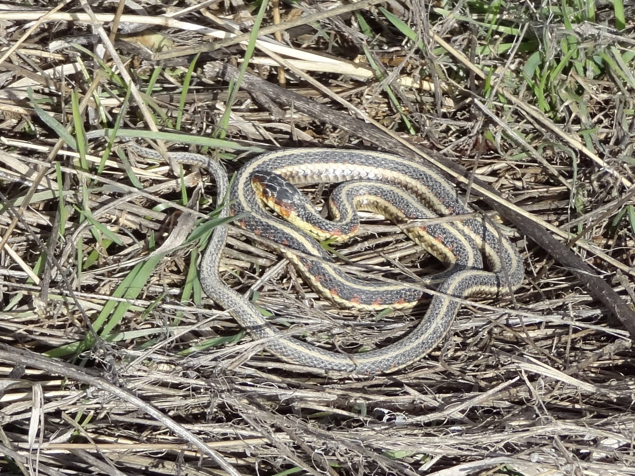 iN PHOTOS: Fa(sss)scinating snakes sunbathe in Kamloops, Okanagan | iNFOnews.ca iN PHOTOS: Fa(sss)scinating snakes sunbathe in Kamloops, Okanagan | iNFOnews.ca