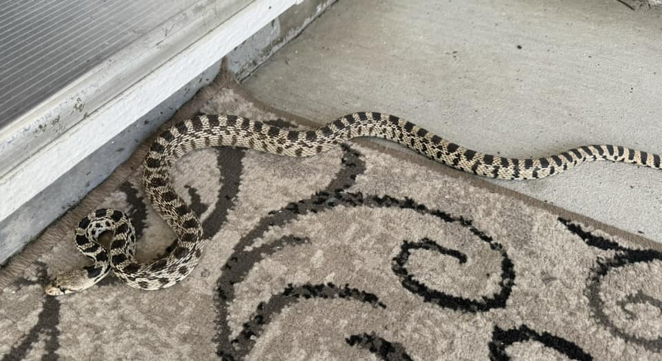 iN PHOTOS: Fa(sss)scinating snakes sunbathe in Kamloops, Okanagan | iNFOnews.ca iN PHOTOS: Fa(sss)scinating snakes sunbathe in Kamloops, Okanagan | iNFOnews.ca