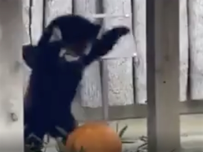 TRENDING NOW: Red panda fights pumpkin | iNFOnews.ca TRENDING NOW: Red panda fights pumpkin | iNFOnews.ca