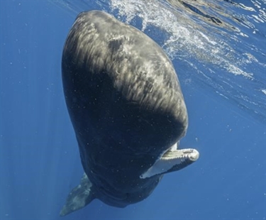 Scientists are learning the basic building blocks of sperm whale language after years of effort | iNFOnews.ca Scientists are learning the basic building blocks of sperm whale language after years of effort | iNFOnews.ca
