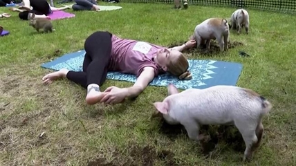 iN VIDEO: Three little piggies at a yoga class = maximum happiness | iNFOnews.ca iN VIDEO: Three little piggies at a yoga class = maximum happiness | iNFOnews.ca