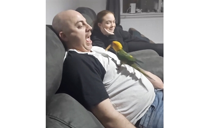 TRENDING NOW: Bird feeds potato chips to their human | iNFOnews.ca