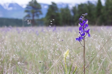 Nature Conservancy of Canada buys BC grasslands for new conservation area | iNFOnews.ca