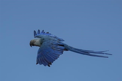 Recovery of Brazil's Spix's macaw, popularized in animated 'Rio' films, threatened by climate change | iNFOnews.ca Recovery of Brazil's Spix's macaw, popularized in animated 'Rio' films, threatened by climate change | iNFOnews.ca